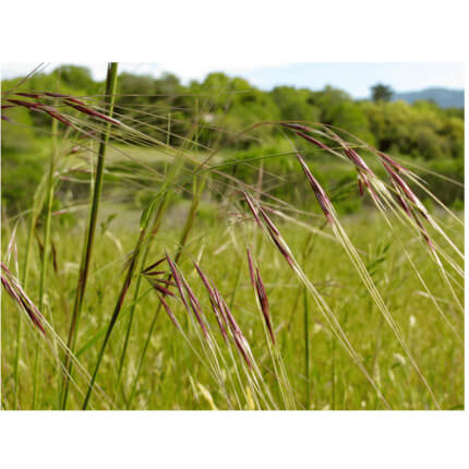 Purple Needlegrass-4686