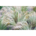 Foothill Needlegrass-4694