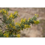 Bladderpod-4528