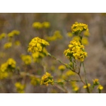 Clustered Tarweed-4587