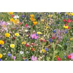 Flowering Meadow Mix-4601