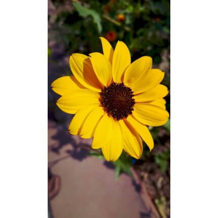 California Bush Sunflower-5339