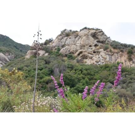 Chaparral Sage Scrub Mix-4711