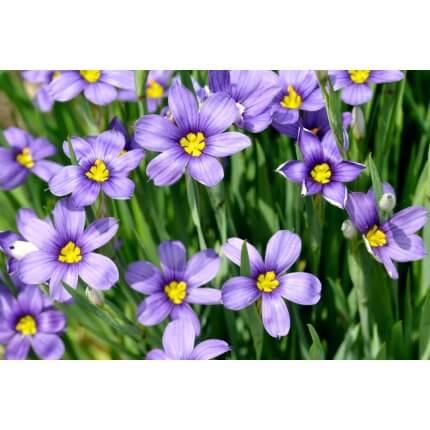 Blue-Eyed Grass-5193