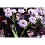 Common Vervain-4530