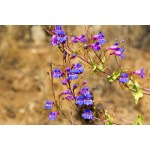 Showy Penstemon-4525