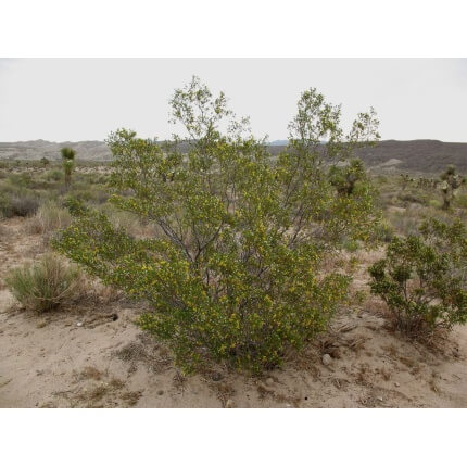 Creosote Bush-4242