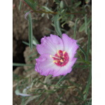 Tracy's Clarkia-4737