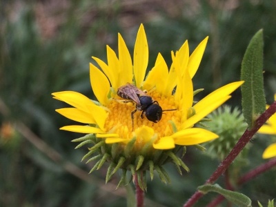 Coastal Gumweed-4781