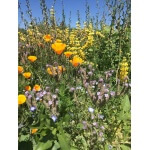 Xerces Central Valley Pollinator Mix-4797