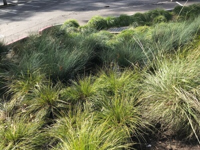 Native Bioswale Mix-4822