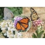 Butterfly Pollinator Mix-4803