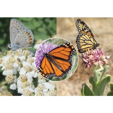 Butterfly Pollinator Mix-4803