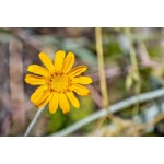 Woolly Sunflower-5344