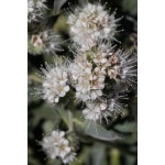 California Phacelia-4836