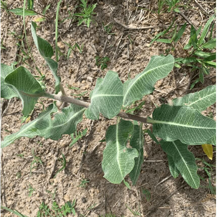 Sand Milkweed-0