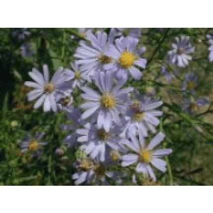 Sky Blue Aster-0