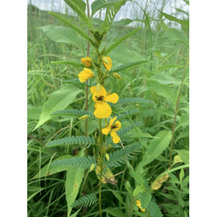 Showy Partridge Pea-5393