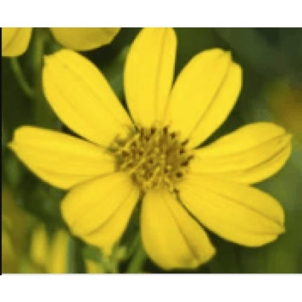 Prairie Coreopsis-0