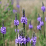 Hoary Vervain-0