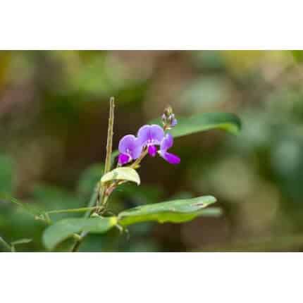 Illinois Tick Trefoil