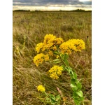 Stiff Goldenrod