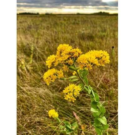 Stiff Goldenrod