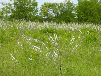 White False Indigo